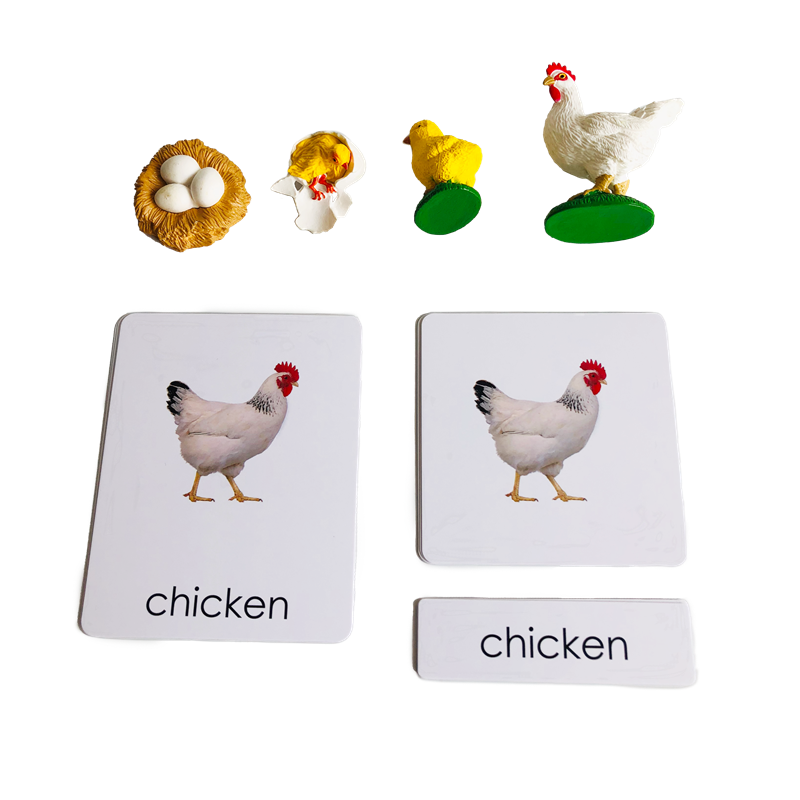 Cykl życia Zwierzęta Karty i m – Kids Toys Cycle recenzja i cena