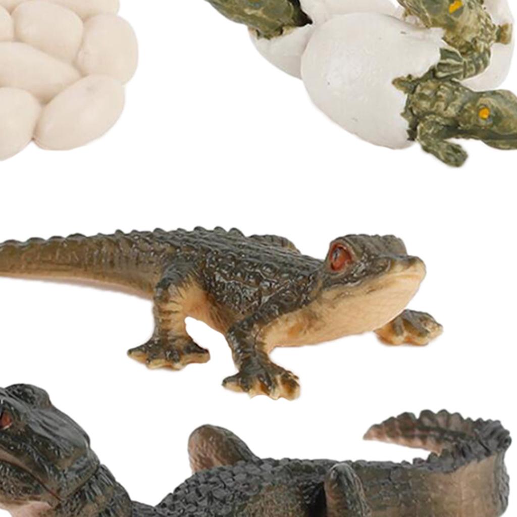 Model cyklu życia zwierząt, za – Kids Toys Cycle recenzja i cena